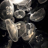 User_9231