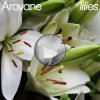 Arovane - Pink Lilies