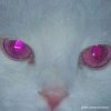 Salem - Rainsnow