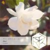 DJ Classbuse & SINKin - Zhizi (Extended Mix)