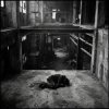 Cover SerDi - Concrete Lungs SerDi - Concrete Lungs